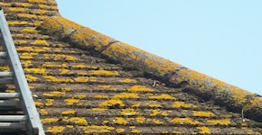 Bexleyheath roof before cleaning and moss removal